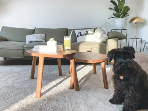 Carpet Cleaning